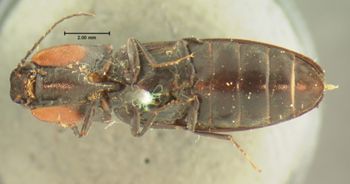 Media type: image;   Entomology 2547 Aspect: habitus ventral view